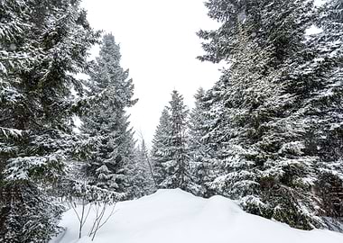 Winter Pine trees