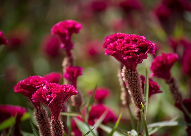 Purple Colored Flowers