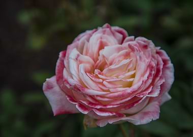 Beauty Of The Nature