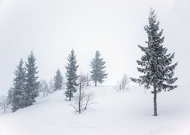 Snowy Winter Landscape