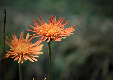 Orange Flowers