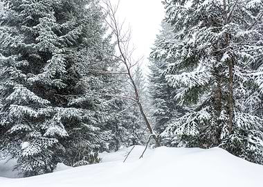 Winter Pine trees