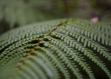 Green Tropical Plant