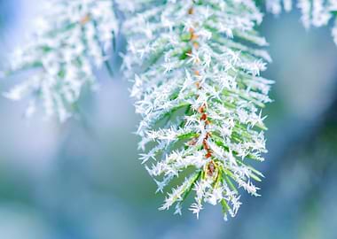 Bitter Cold Ice On Spruce
