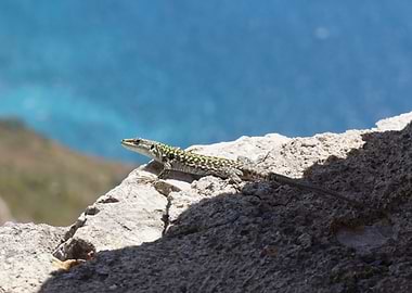 lizard 2