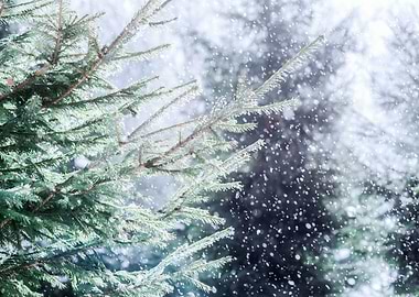 Winter Snow Spruce Trees
