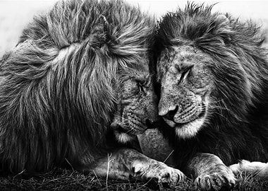 lions brothers poster