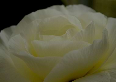 White Rose