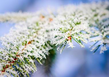 Bitter Cold Frost Spruce