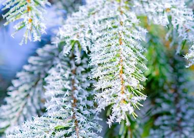 Bitter Cold Hoarfrost Ice