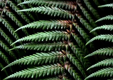 Green Fern