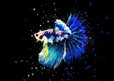 Turquoise Fighting Fish