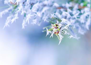 Bitter Cold Snow White