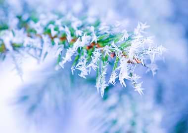 Bitter Cold Winter Colors