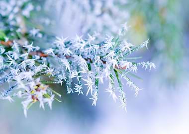 Bitter Cold Soft Colors