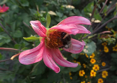 Bee in flower