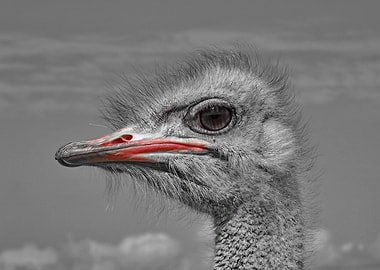 Male Ostrich Portait 11007