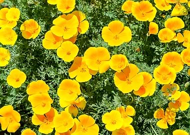California poppy flowers