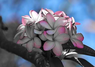 Special Flower 3706 CK