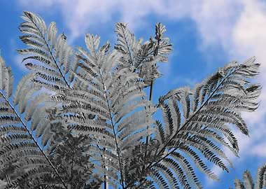 Farn in the sky 3896 CK