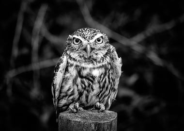 Little Owl