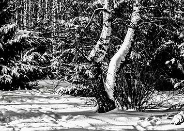 Forest Snow Winter Season