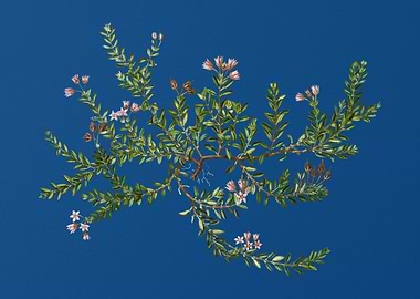 Alpine Azalea on Blue