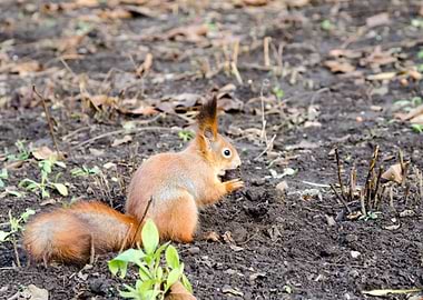 Red squirrel