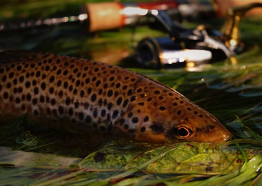 Wild Brown Trout