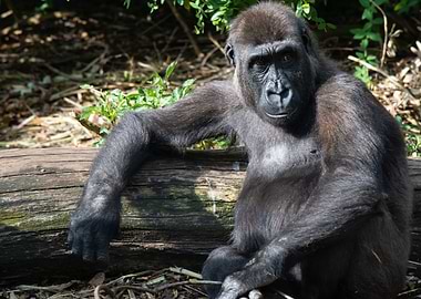 Chilling Gorilla