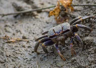 The Fiddler crab walk
