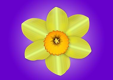 daffodil