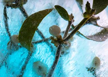 Mistletoes in ice 1