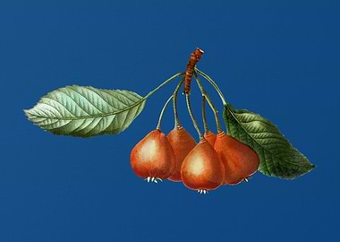 Vintage Shipova on Blue