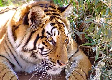 Tiger on the hunt 1388