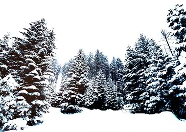 Snowy Winter Forest