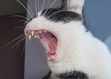 yawing cat black and white