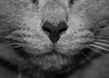 Cat nose