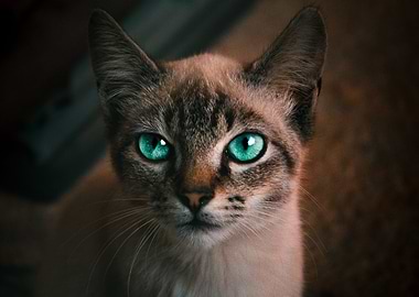 Green Eyed Cat