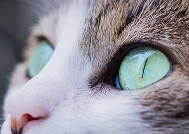 Cat Eyes