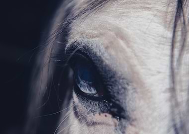 Horse Eye