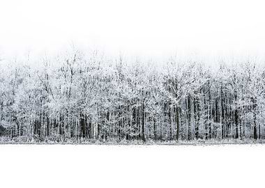 Winter Forest landscape