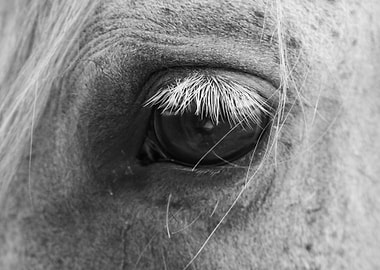 Horse Eye