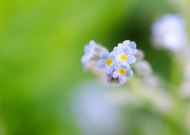 Myosotis sylvatica
