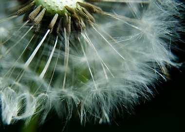 Dandelion seed
