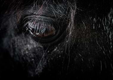 Horse Eye