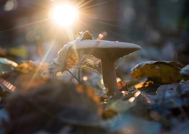 Sunset on the forest litte