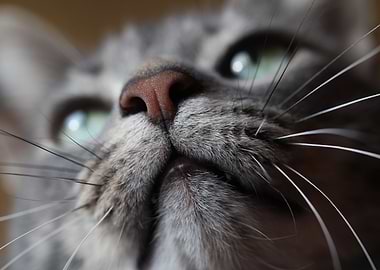 Cat nose