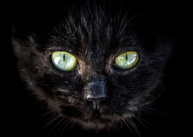 Black cat