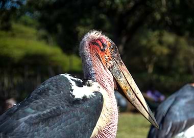 marabu bird